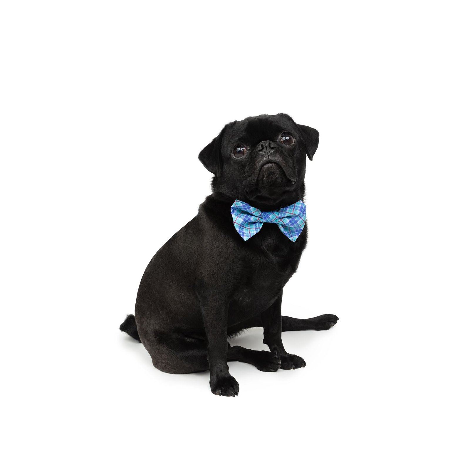 3-Pack Bowtie Slider for Dogs, Soft Fabric, Multiple Colors - Image 8