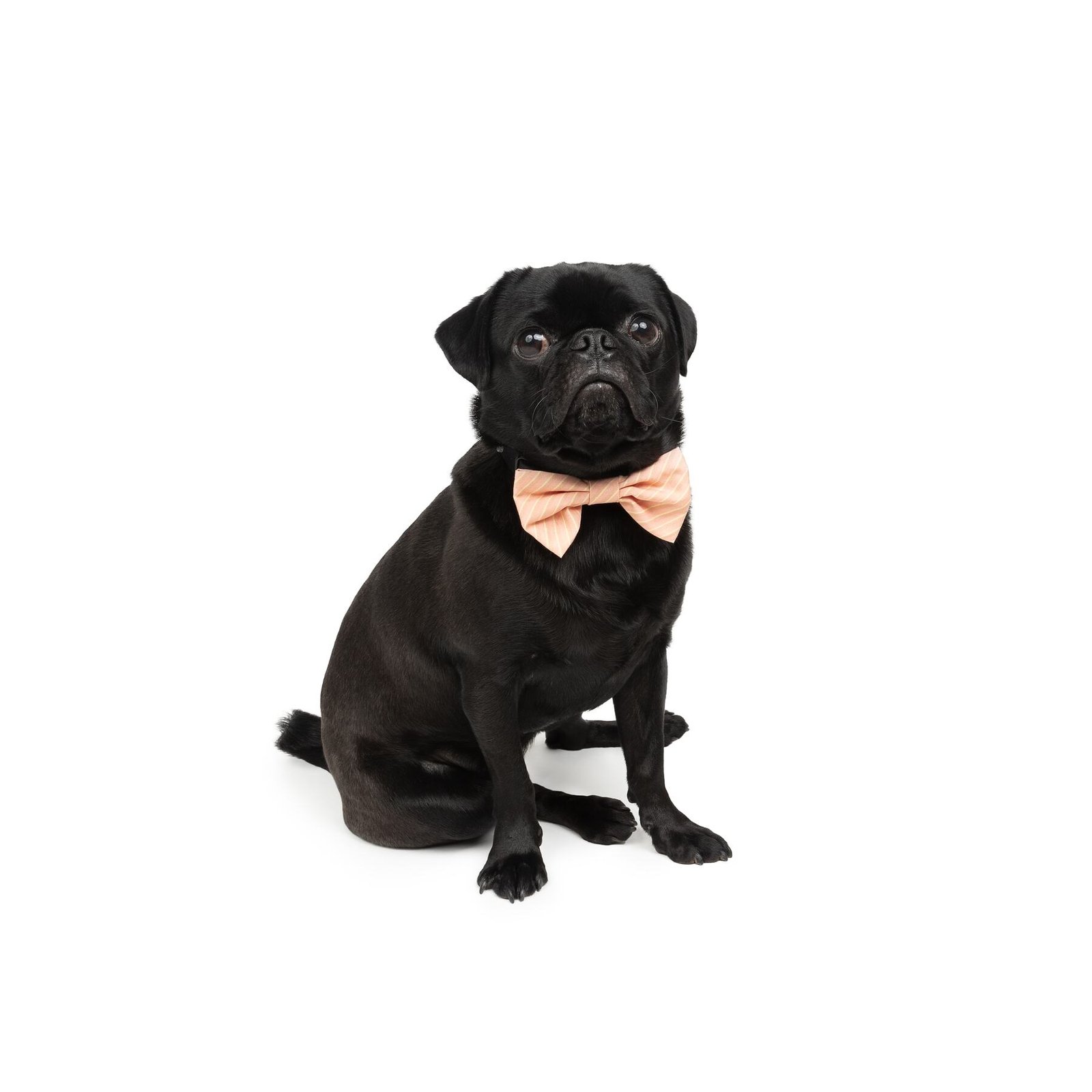 3-Pack Bowtie Slider for Dogs, Soft Fabric, Multiple Colors - Image 5