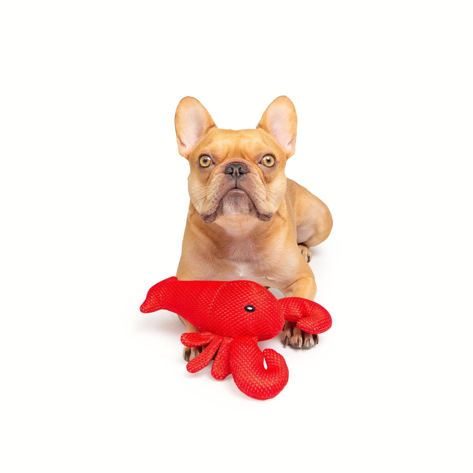 Lobster Cooling Dog Toy, Floats In Water, Durable - Image 3