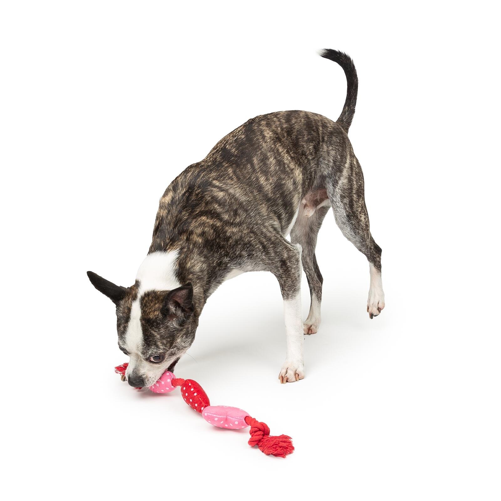 One Paw, Valentine Rope Dog Toy with Hearts, Red and Pink, Tug of War Toy - Image 2