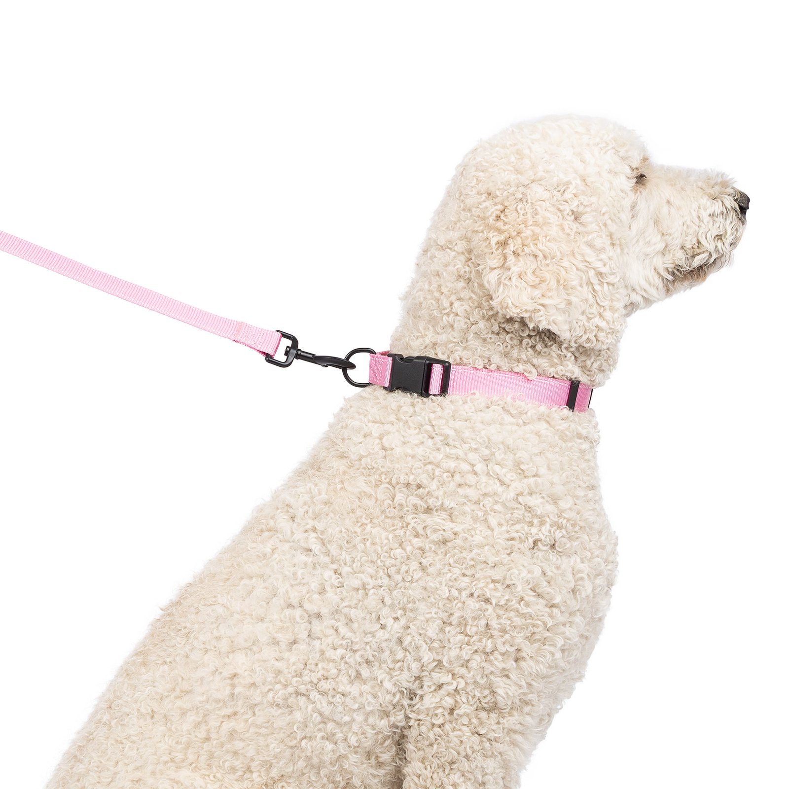 One Paw, Webbing Leash for Dogs, Multiple Colors and Sizes - Image 9