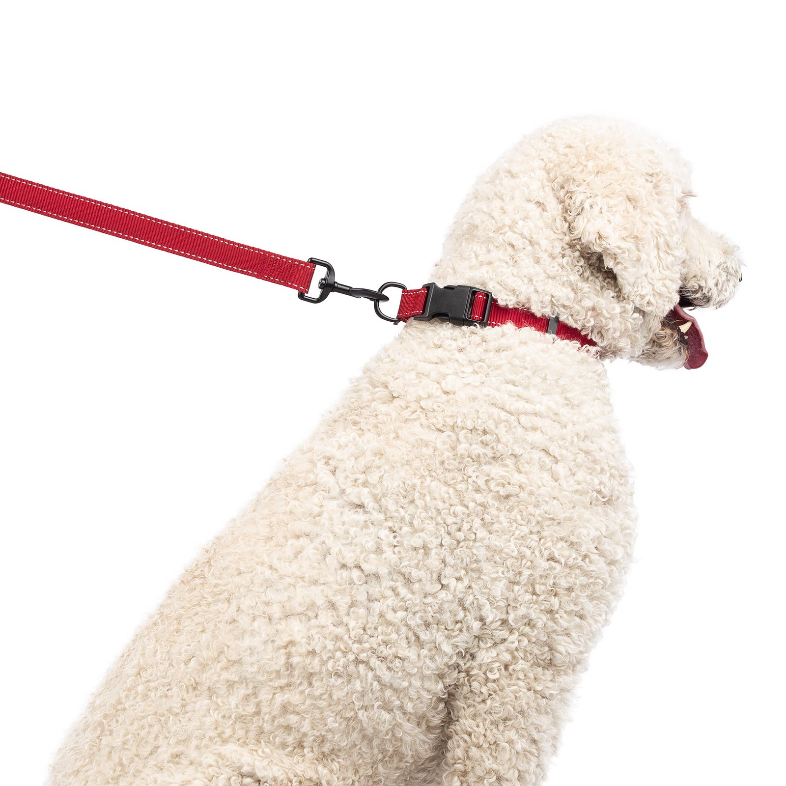 One Paw, Webbing Leash for Dogs, Multiple Colors and Sizes - Image 8