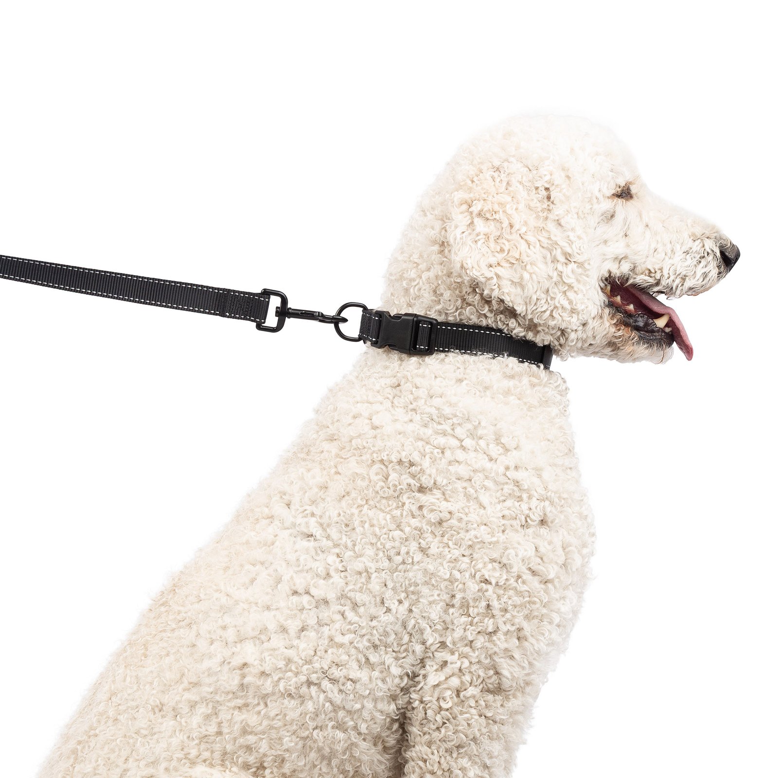 One Paw, Webbing Leash for Dogs, Multiple Colors and Sizes - Image 7