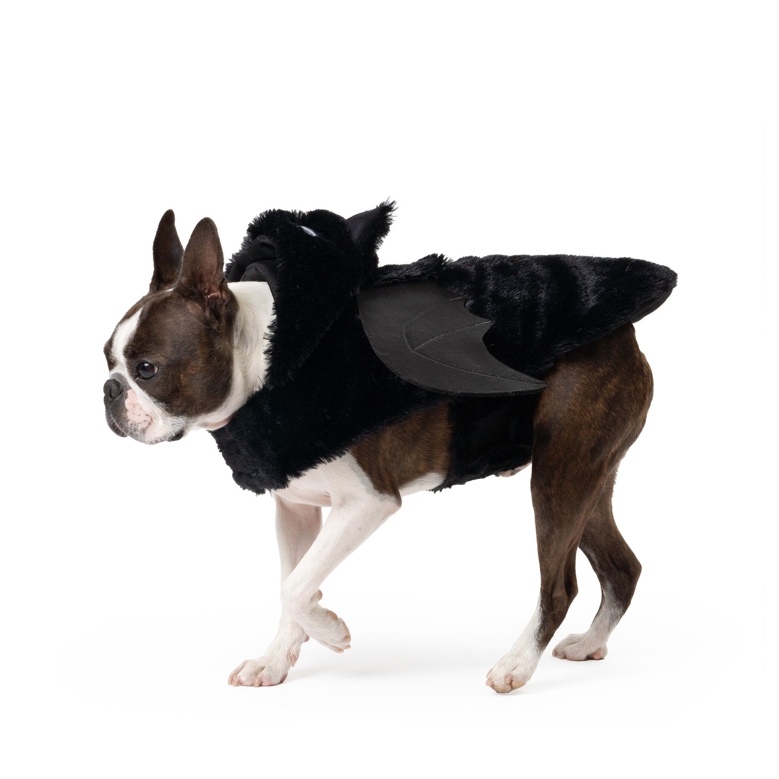 Bat Dog Costume