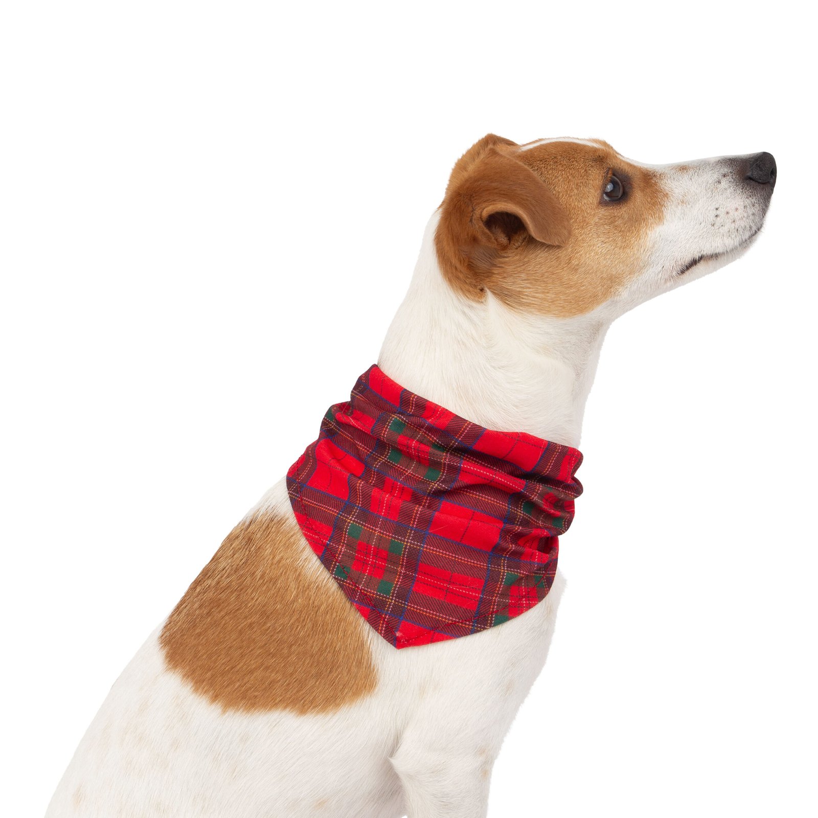 Holiday Bandana, Dog Accessory, Festive fashion wear - Image 2