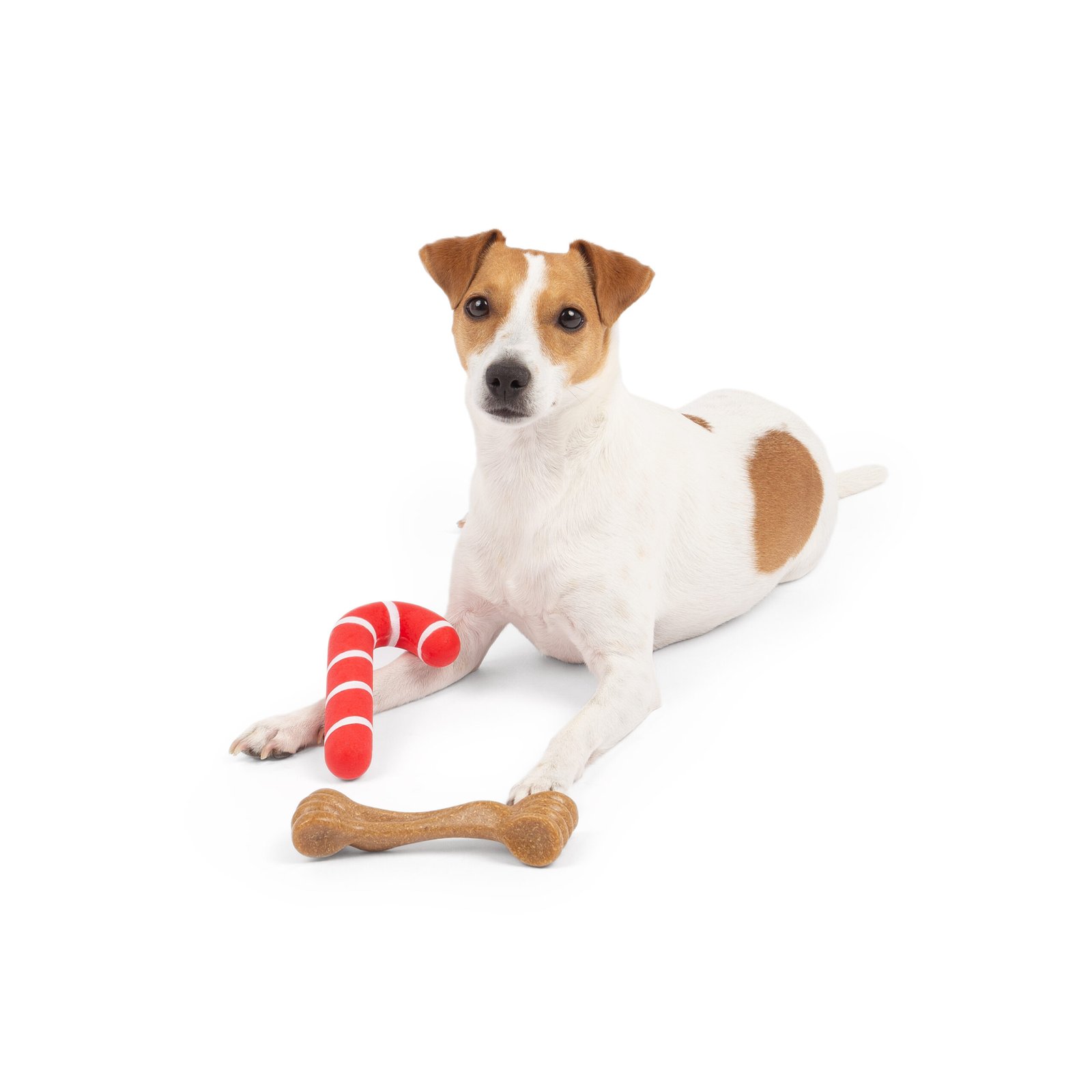 Holiday 2-Pack Bone, Dog Toy, Durable chew bones - Image 4
