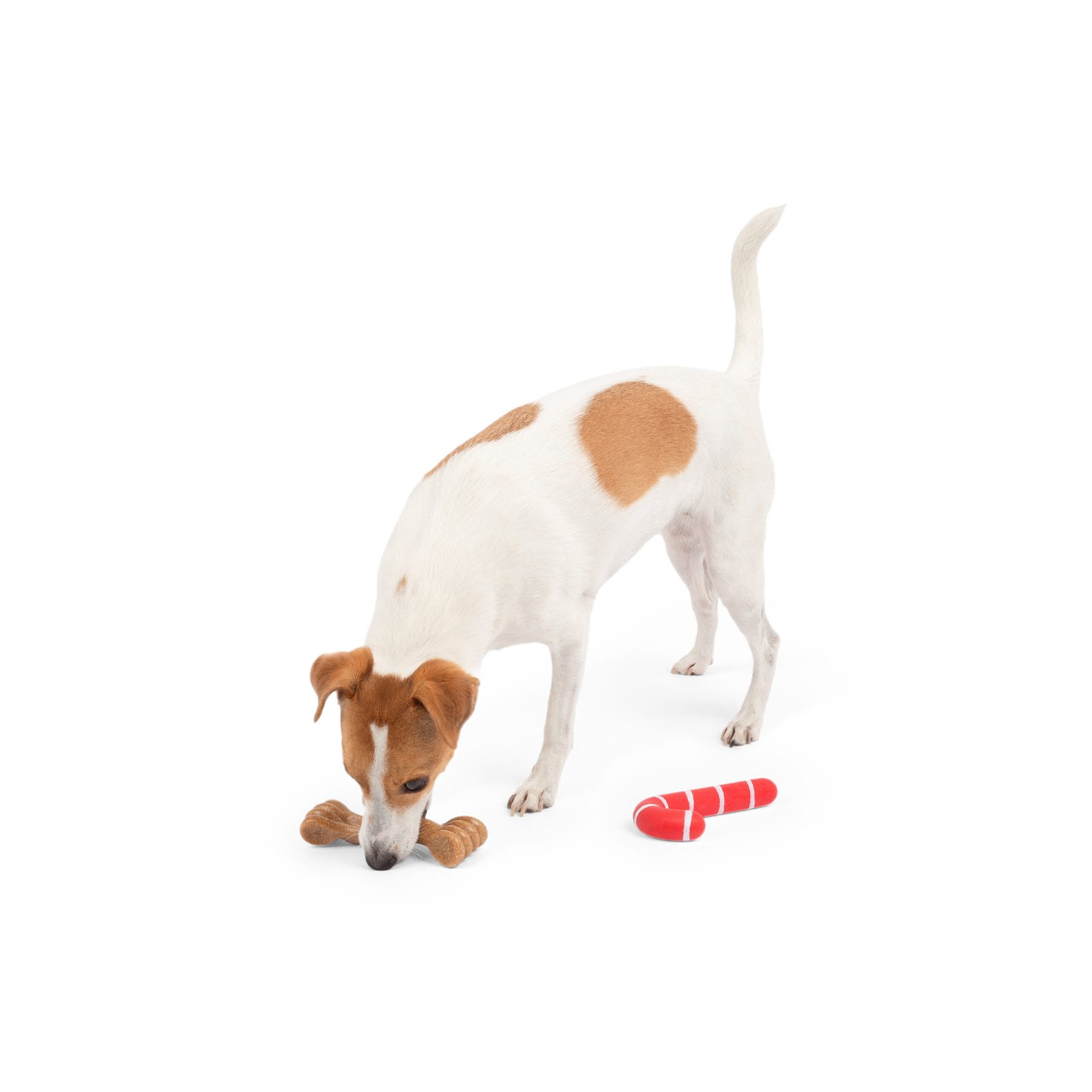 Holiday 2-Pack Bone, Dog Toy, Durable chew bones - Image 3