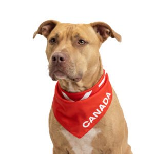 Soccer Dog Bandana 2-Pack, Multiple Teams