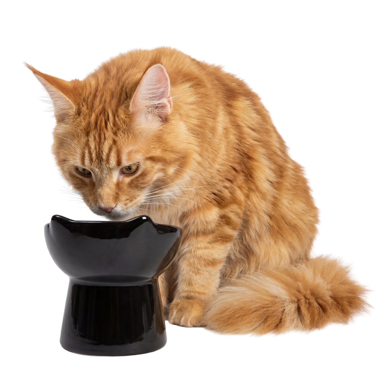 Elevated Cat Bowl - Image 6